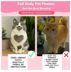 Custom Pet Photo Solar Acrylic Display | Dual Power (Solar & Battery)